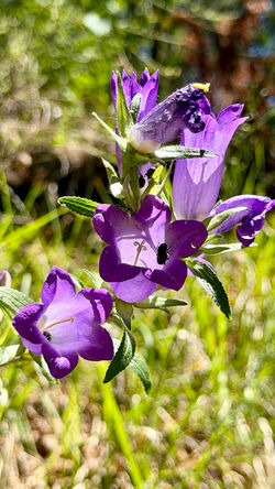 Verdon Monique