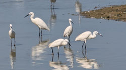 Aiguamolls