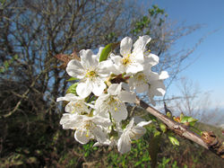 Montesquieu des Albères