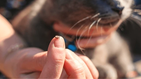 Tick Paralysis in Pets: Symptoms, Treatment, and Recovery Timeline