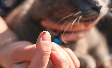 Tick Paralysis in Pets: Symptoms, Treatment, and Recovery Timeline