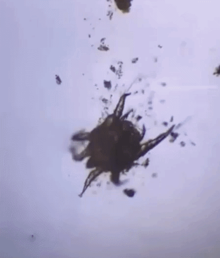 Ear mites fall into the arachnid family, like spiders and scorpions