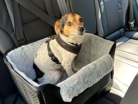 Helping Pets Cope with Anxiety During Wildfire Season
