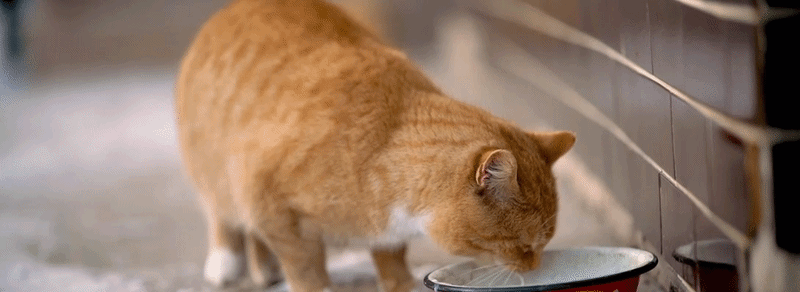 Eye-level view of a senior tabby cat drinking from a ceramic water bowl.