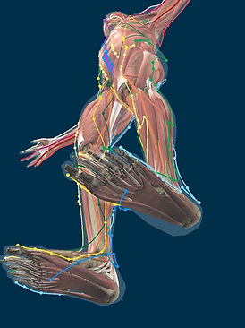 Les méridiens sur un mannequin virtuel