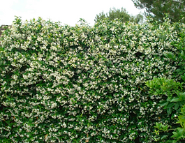 Haie de jasmin étoilé Trachelospermum jasminoides couverte de fleurs blanches en forme d'étoiles, palissée sur un support dans un jardin.