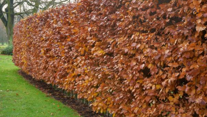 Carpinus betulus / Fagus sylvatica