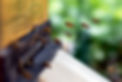 Bienenbild_01.jpg