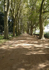 Riverside tree lined avenue Chinon