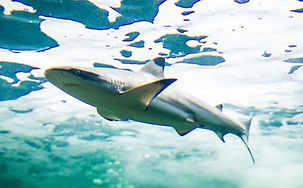 Aquarium Amboise
