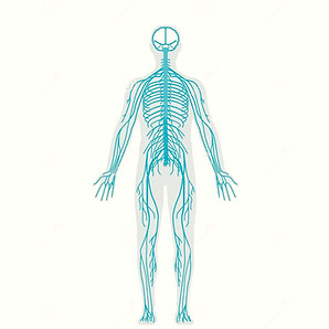 nervous-system-human