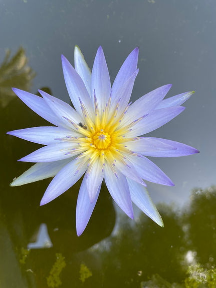 Lilly.jpg