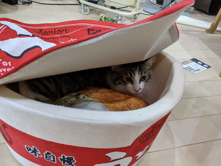 にゃんこinうどん