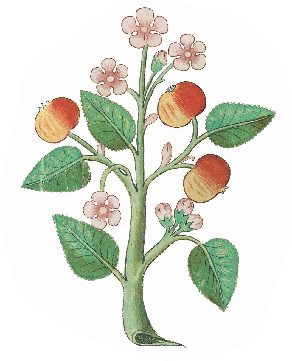 Apples