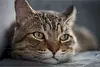 Gato em grande plano a olhar para o horizonte, apenas a cabeça do gato está focada