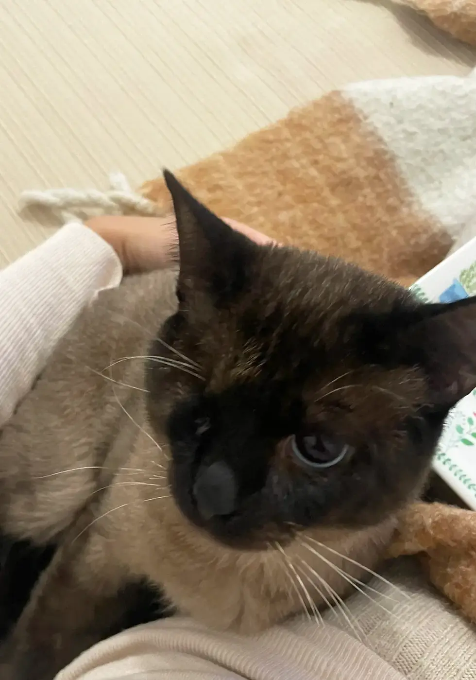 Gato siamês no colo de uma pessoa