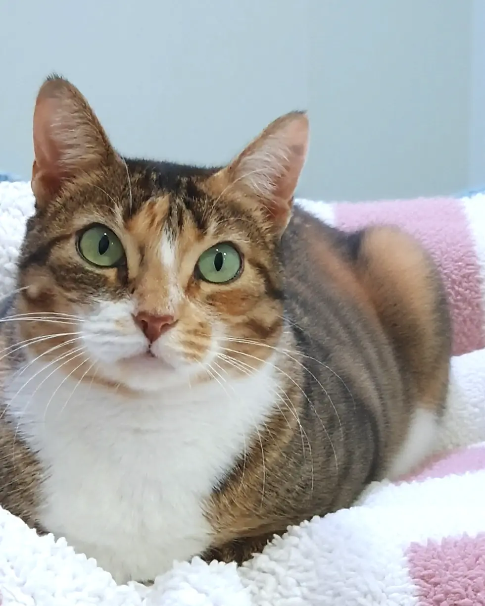 Gata tricolor deitada em cima de uma manta listrada com as patas escondidas por baixo do corpo.