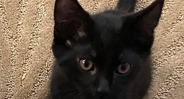 Shadow.jpeg
