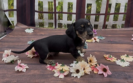 Blk cream brindle sm boy 6.4.jfif