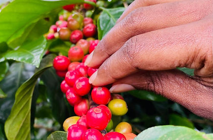 Photo from galupalms (3).jpg