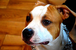 weterynarz ogrodzieniec