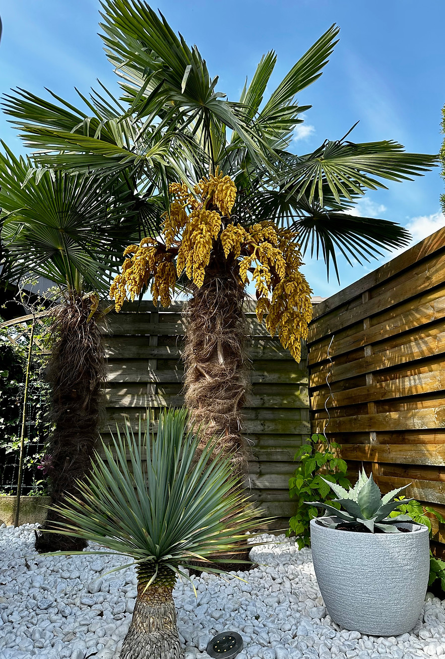 Décoration jardin palmiers