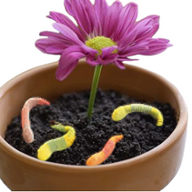 עוגת בוץ לט"ו בשבט