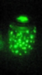 עששית זוהרת בחושך