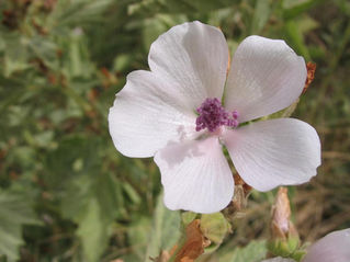 A blossoming marshmallow herb flower.
