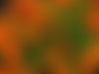 A bright orange garden of calendula.