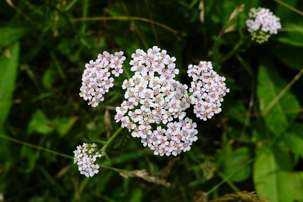 A Yarrow plant that has blossomed.