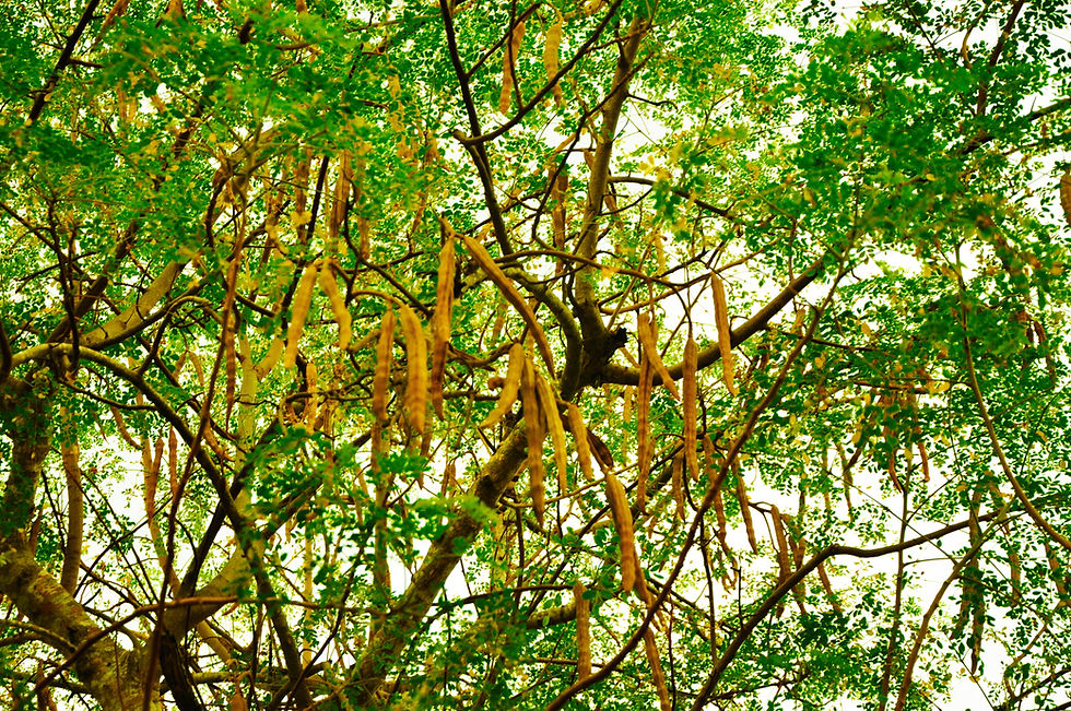 The seed pods (drumsticks) of a moringa tree.