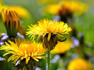 Field of pretty yellow and green dandelions.