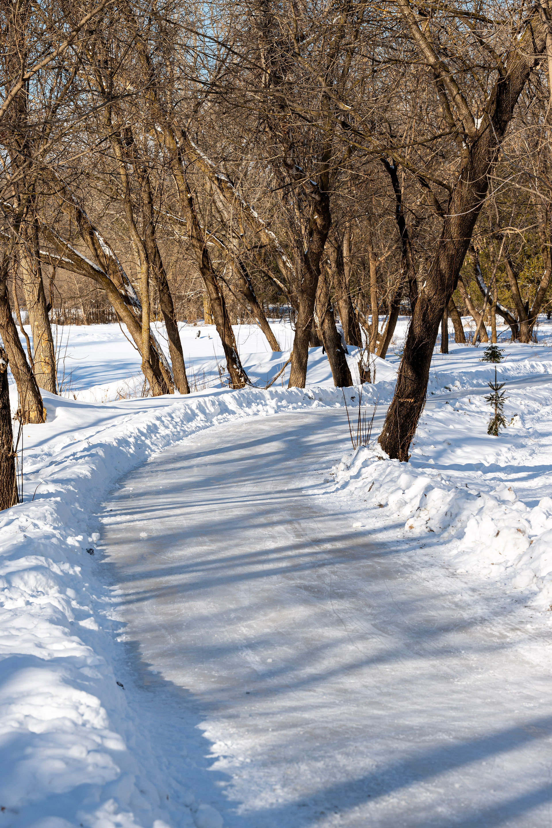 Families and kids enjoying the forest ice skating trail at Northland Arboretum on a winter afternoon