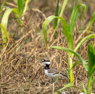 Double T Acres in Lake Shore, MN