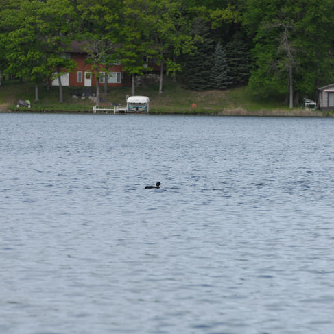 Meet Luna & Tunes | Nisswa Lake Loons | Nisswa, MN