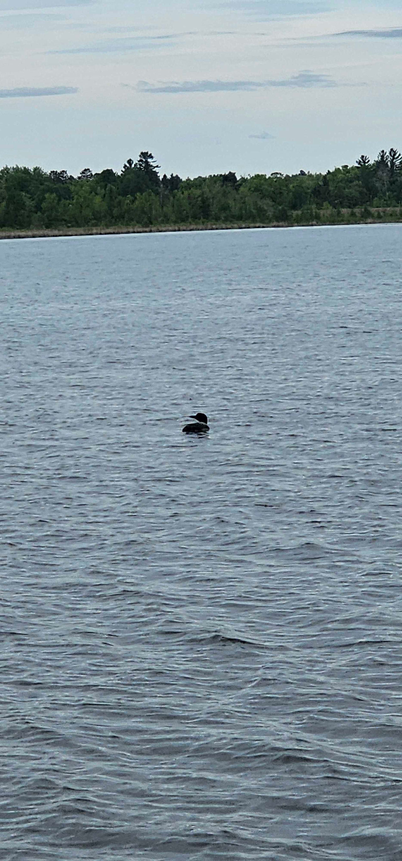 Meet Luna & Tunes | Nisswa Lake Loons | Nisswa, MN