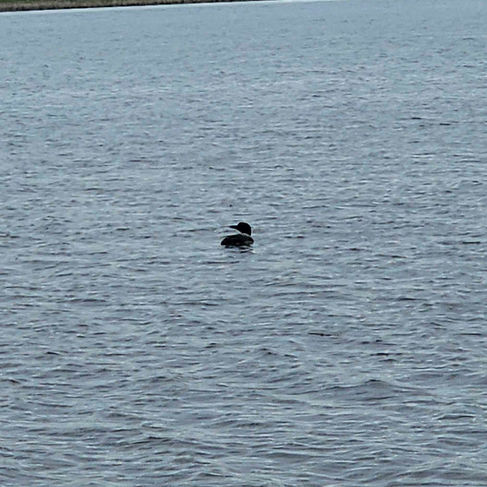 Meet Luna & Tunes | Nisswa Lake Loons | Nisswa, MN