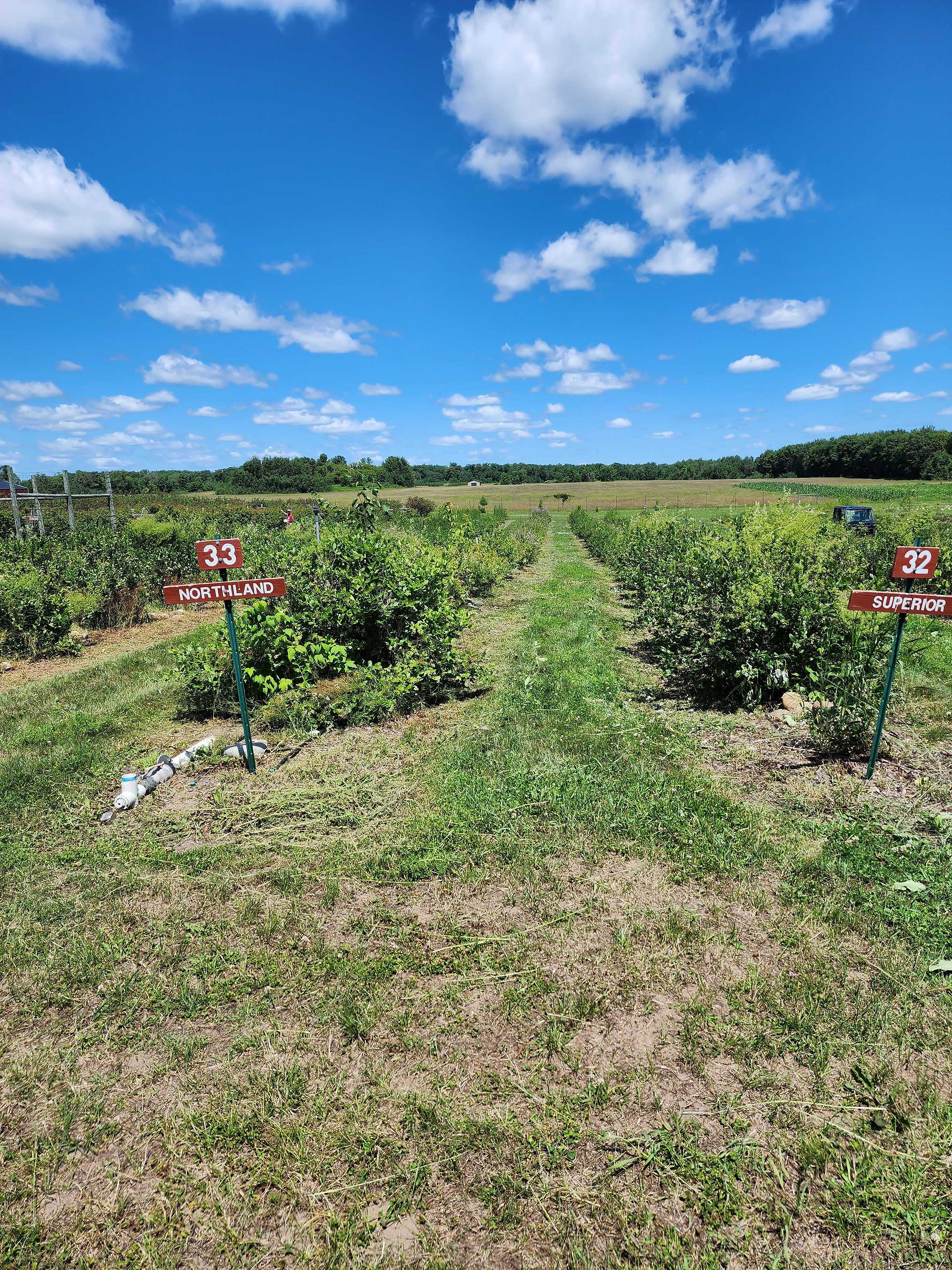 Double T Acres | Berry Farm | Lake Shore, MN | 