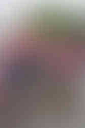 Nisswa Turtle Races 2025