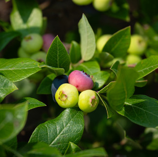 Double T Acres in Lake Shore, MN