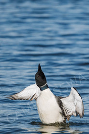 Luna & Tunes | Nisswa Lake Loons | Nisswa, MN