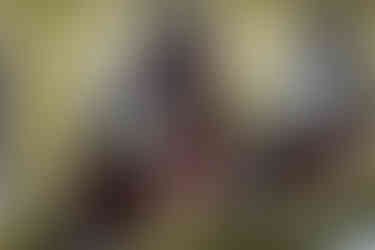 Classic cars and crowd scenes from the 7th Annual A&W Nisswa Cruisin' Night on July 5, 2025, in Nisswa, MN.