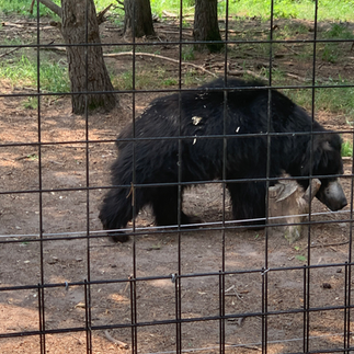 Safari North Wildlife Park - Brainerd Zoo