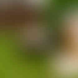 Vintage Larson and Crestliner boats on display at the 2025 Classic Larson Boat Show in Nisswa, Minnesota