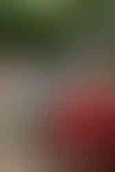 Classic cars and crowd scenes from the 7th Annual A&W Nisswa Cruisin' Night on July 5, 2025, in Nisswa, MN.