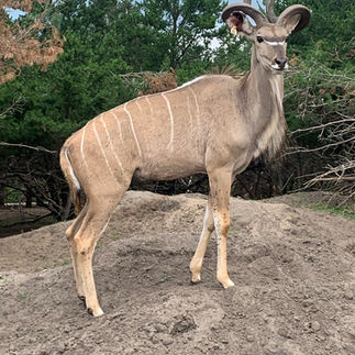 Safari North Wildlife Park - Brainerd Zoo