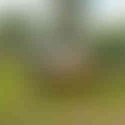 Vintage Larson and Crestliner boats on display at the 2025 Classic Larson Boat Show in Nisswa, Minnesota