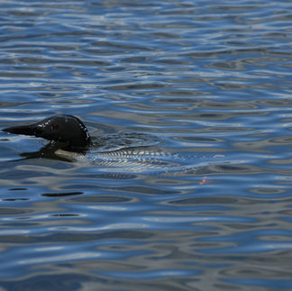 Meet Luna & Tunes | Nisswa Lake Loons | Nisswa, MN