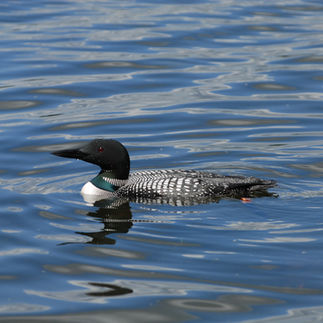 Meet Luna & Tunes | Nisswa Lake Loons | Nisswa, MN